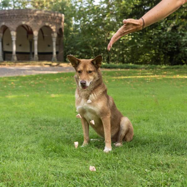 Grundsignale-Fortgeschritten