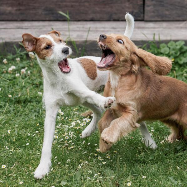 Welpen-Freilaufgruppe