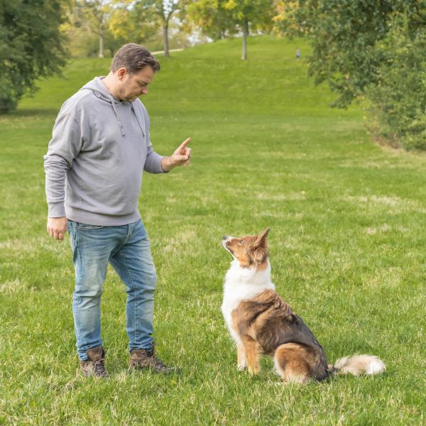 Grundsignale-Einsteiger