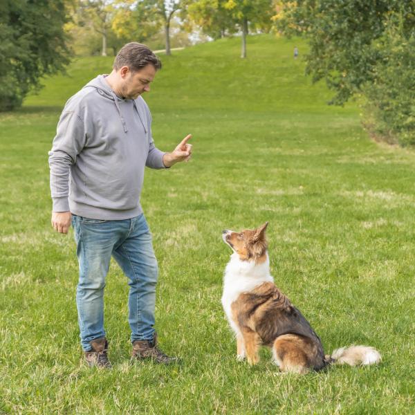 Grundsignale-Einsteiger