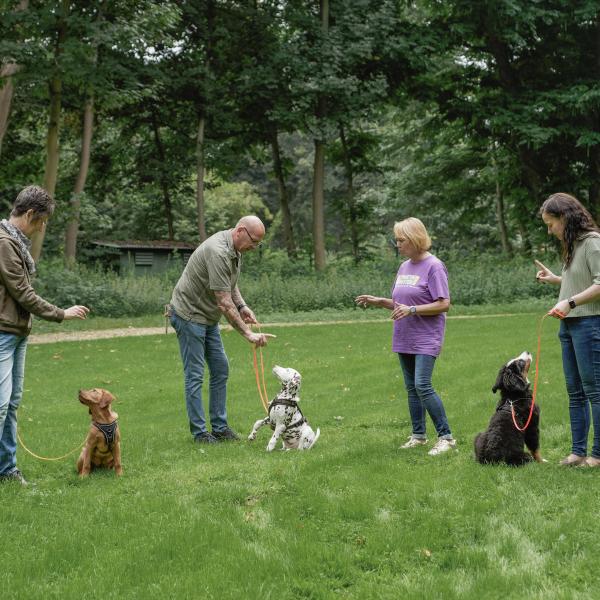 Junghundegruppe-Einsteiger