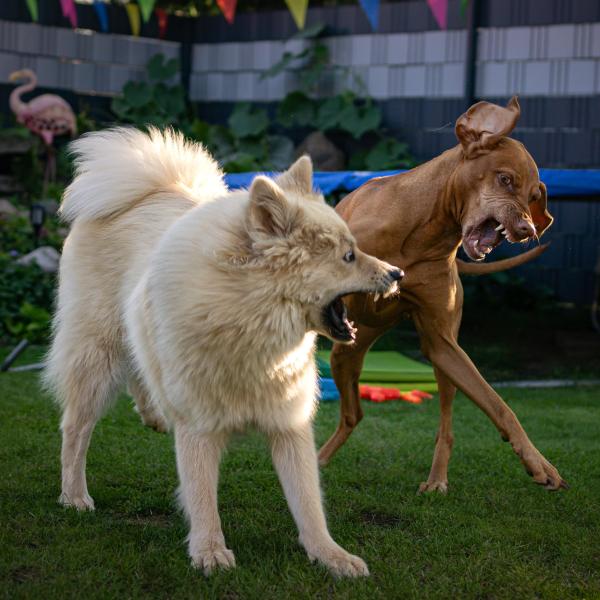 Freilaufgruppe-große Hunde