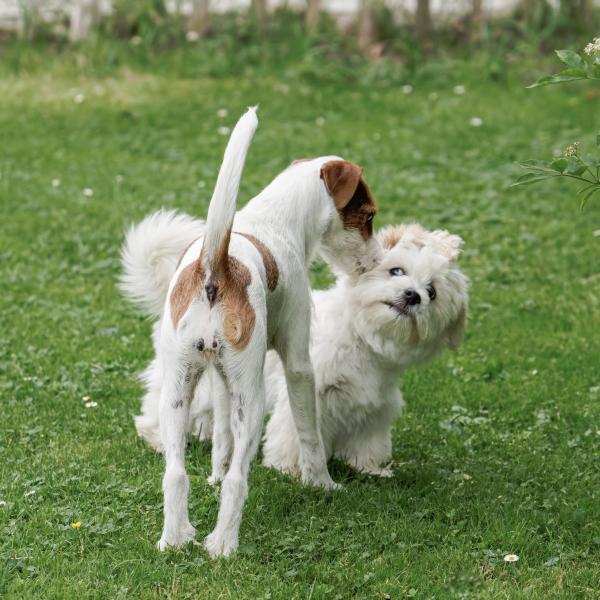 Freilaufgruppe-kleine Hunde