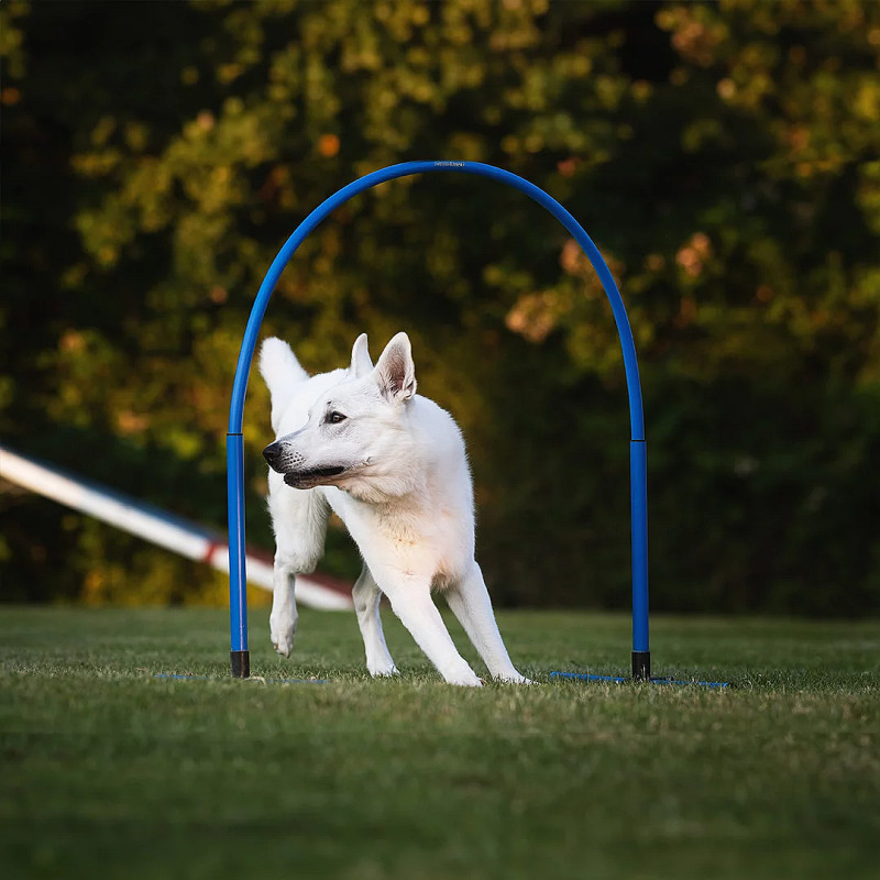 Hoopers Agility