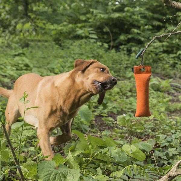 Anti-Jagd-Training