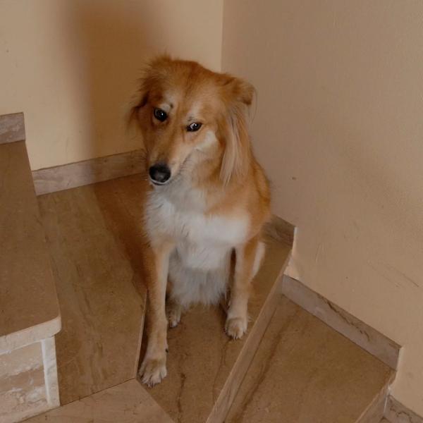 Feuerwerksangst bei Hunden