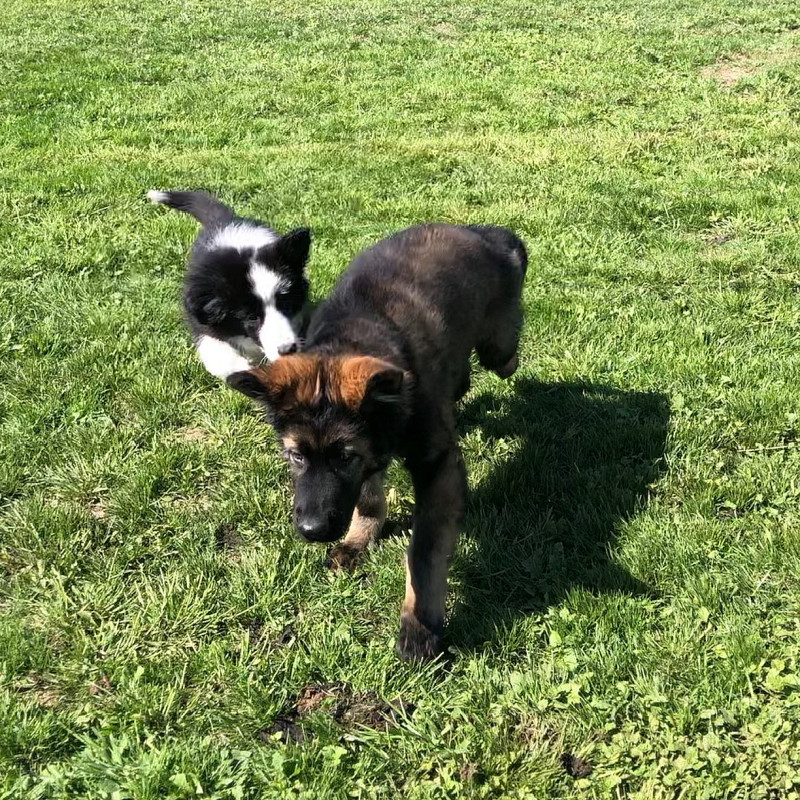 Welpenspielgruppe Ronnenberg Donnerstag 16:30-17:00