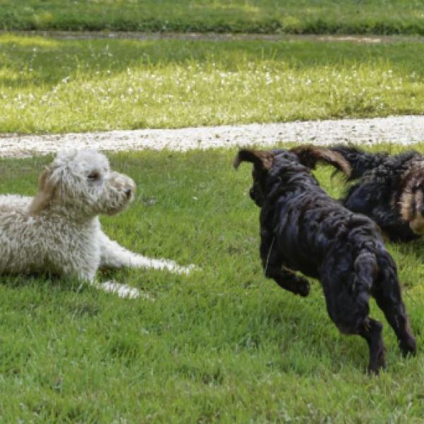Junghunde / erwachsene Hunde