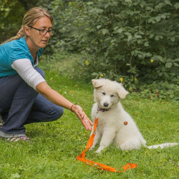 Welpenschule Samstags 10:00-11:00