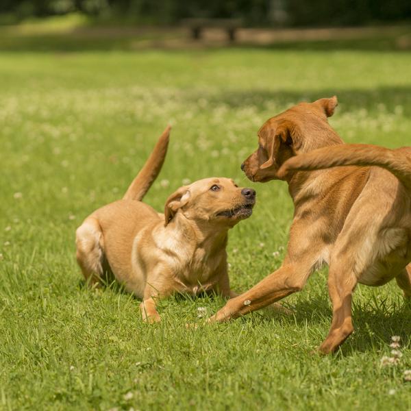 Junghunde und Alltagstraining für erwachsene Hunde in Letter