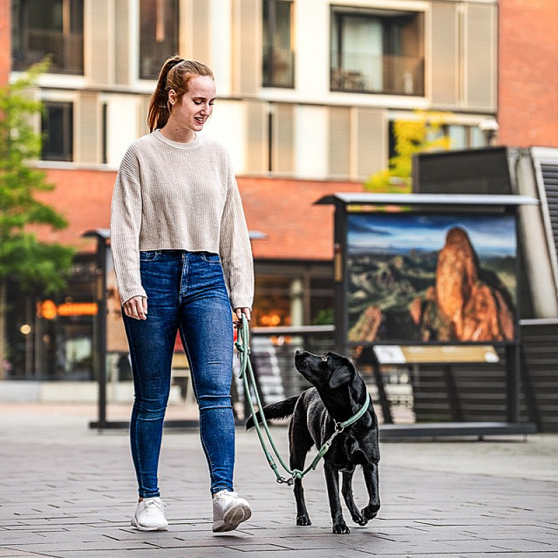Leinenführigkeit Intensivkurs (Mai/Juni) - 14-tägig