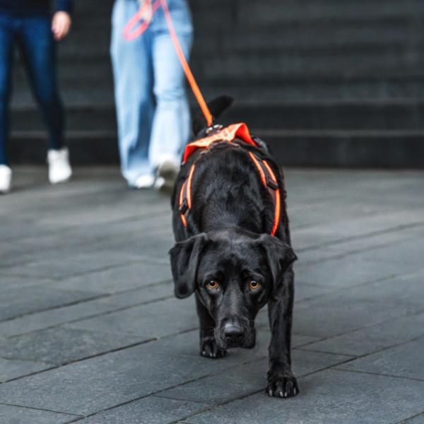 Funtrailing Anfängerkurs (April)