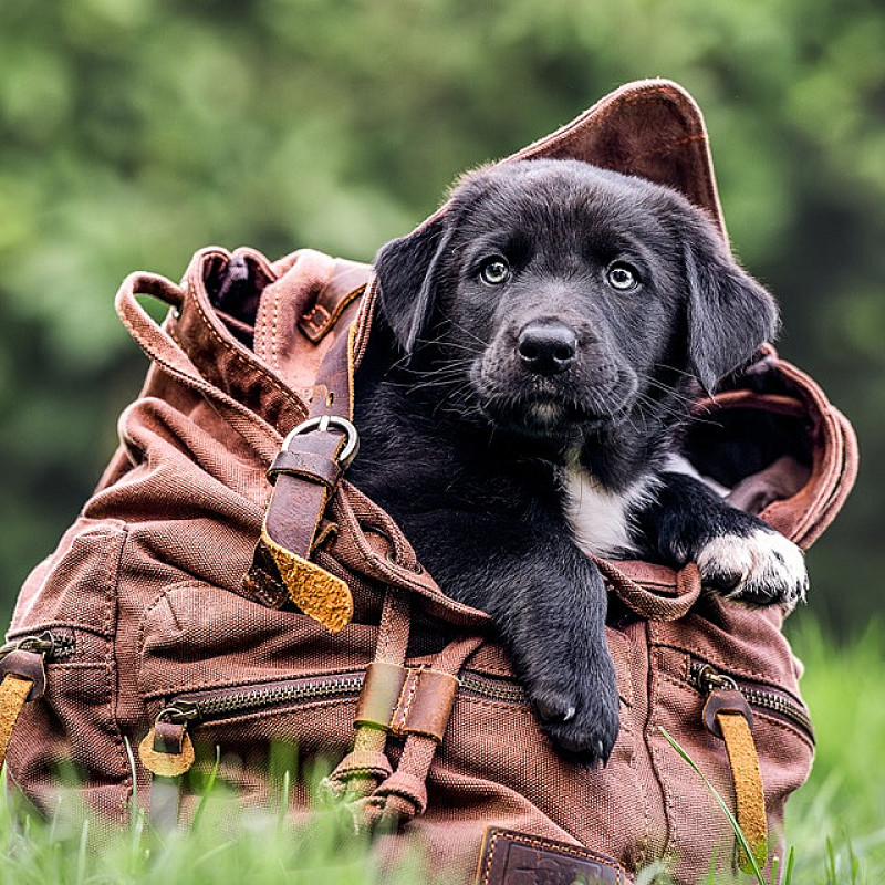 Welpenkurs (Juni/Juli)