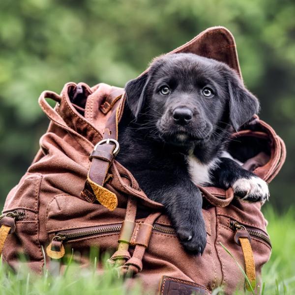 Welpenkurs (Feb/März)