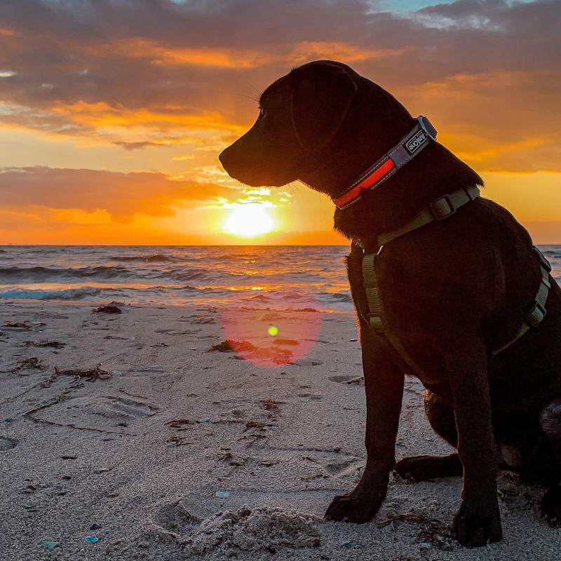 Urlaub mit Hund - DÄNEMARK (10.-15.10.2027)