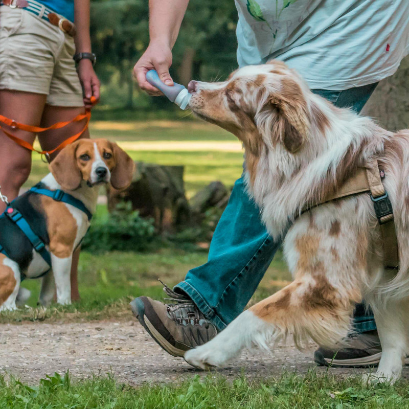 Social Walk