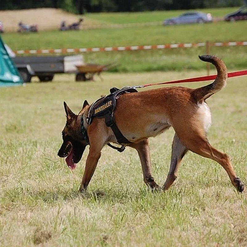 Mantrailing Fortgeschrittene