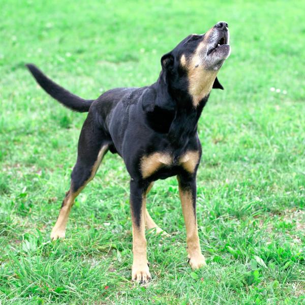 Webinar - Körpersprache & Kommunikation