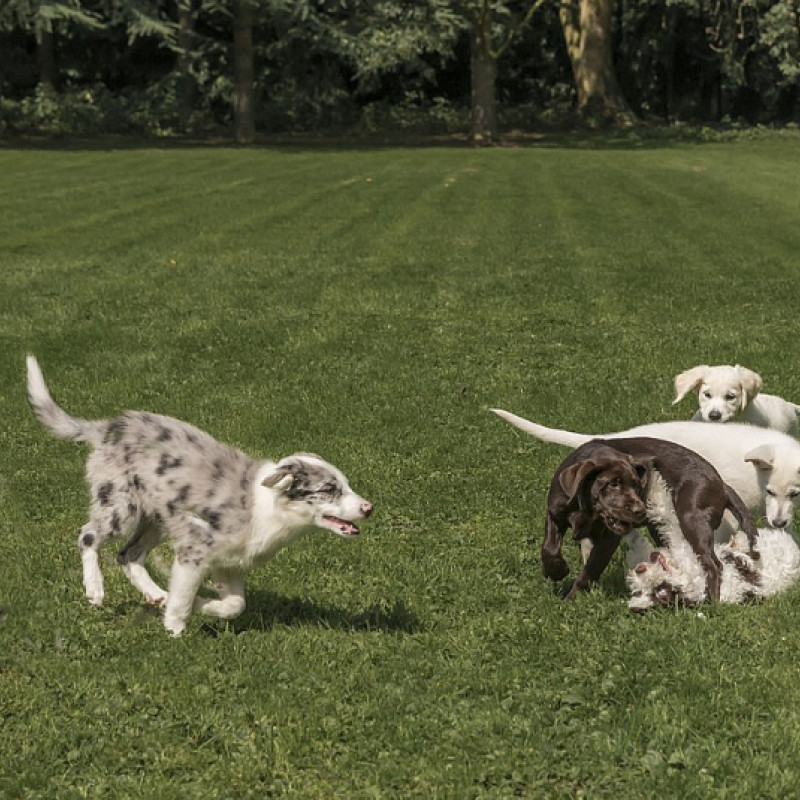 Welpenspielstunde – Sozialkontakt mit Struktur (Trainingsgelände)