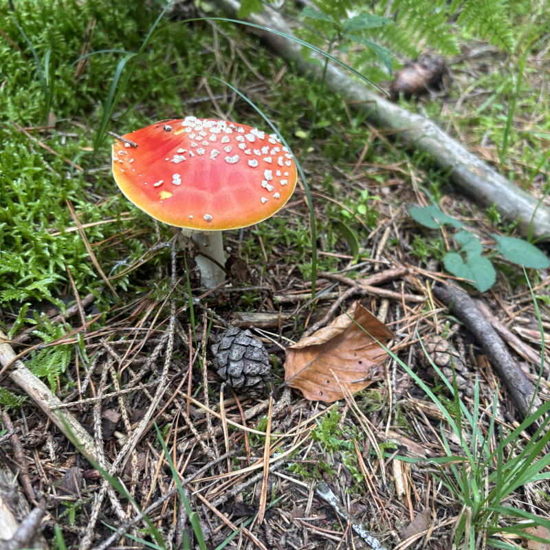 🍄 Pilzwanderung mit Hund
