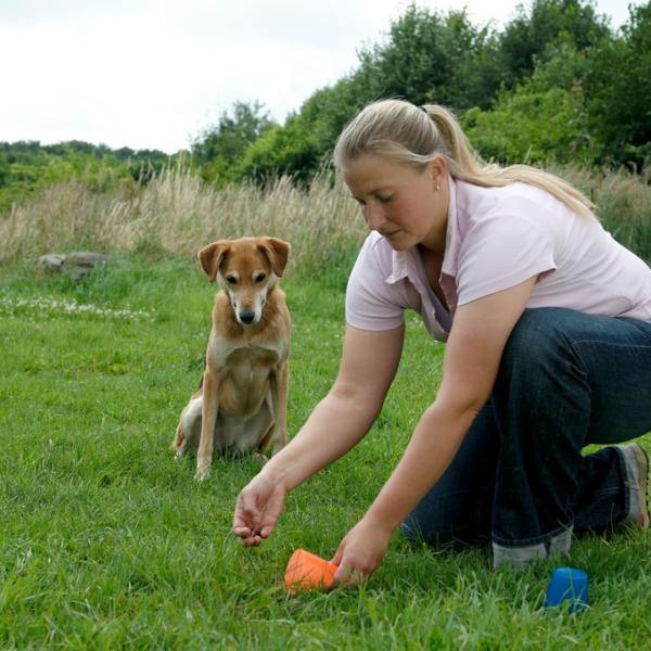 Cool bleiben! – Ruhe und Impulskontrolle für Hibbelhunde
