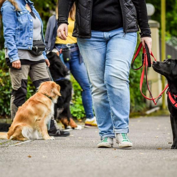 Junghundekurs II (Dachau)