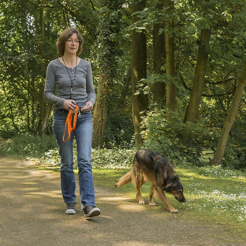 Hundewanderung am Wasser (Geisenfeld)