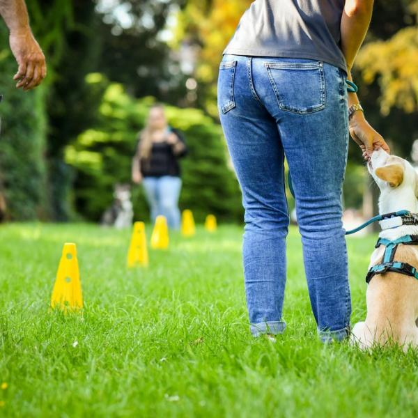 Junghundekurs I (Ingolstadt)