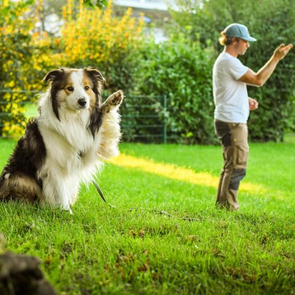 Tricktraining mit System (Trainingsgelände)