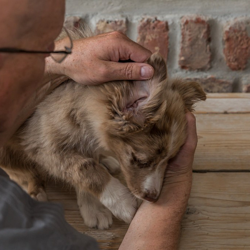 Tierkrankenversicherung – von den Red Flags bis zum sicheren Anker