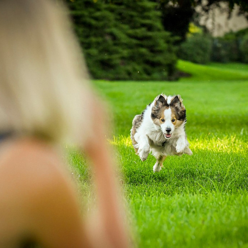Themenstunde - Rückruf für Anfänger (Ingolstadt)