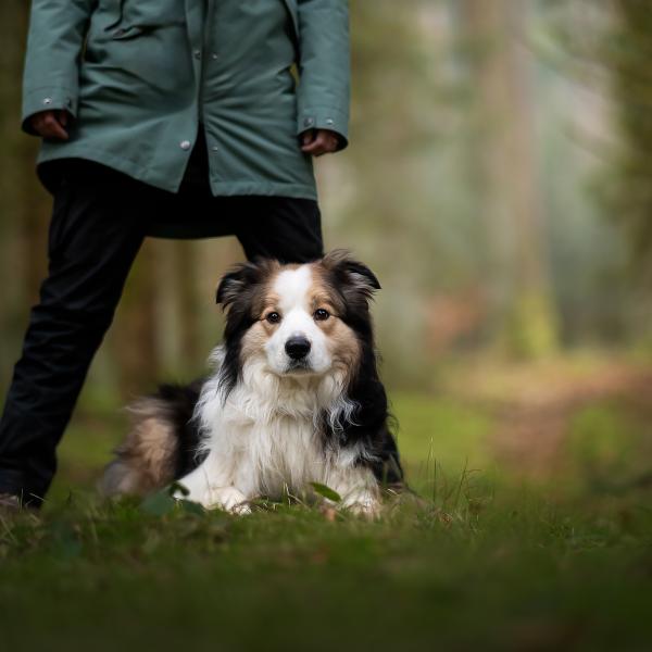 📸 Weihnachtszauber & Hundetraining – festliche Bilder und zufriedene Hunde