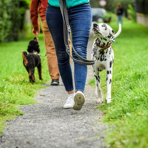 Gruppentraining Fortgeschritten (Holledau)