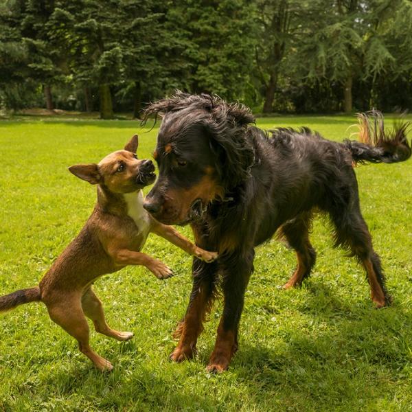 Körpersprache und Kommunikation Basiskurs (Hybrid)