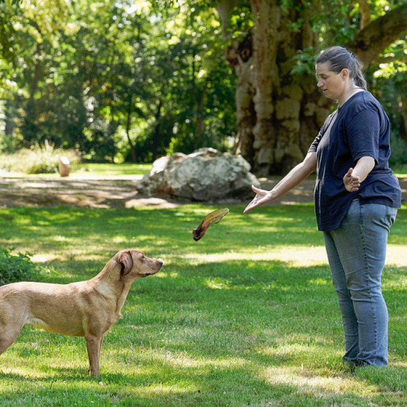 Grunderziehung und Impulskontrolle (Trainingsgelände)