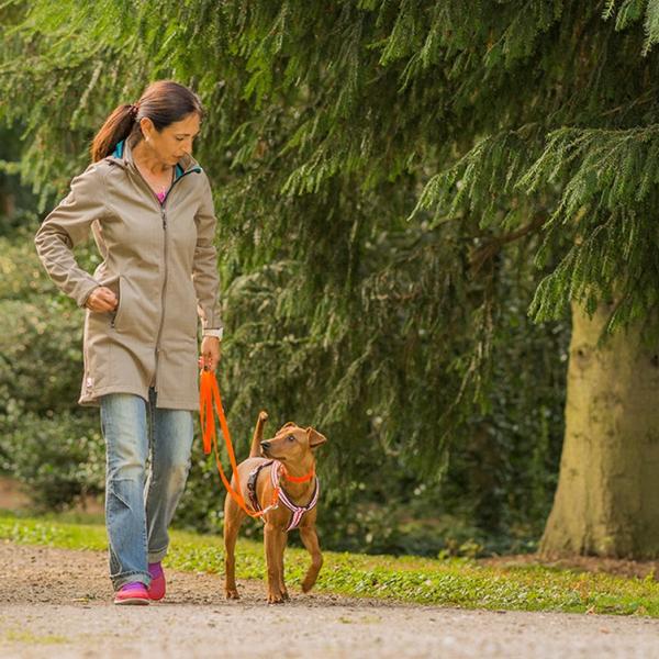 Basiskurs Leinenführigkeit und Grundsignale (Trainingsgelände)