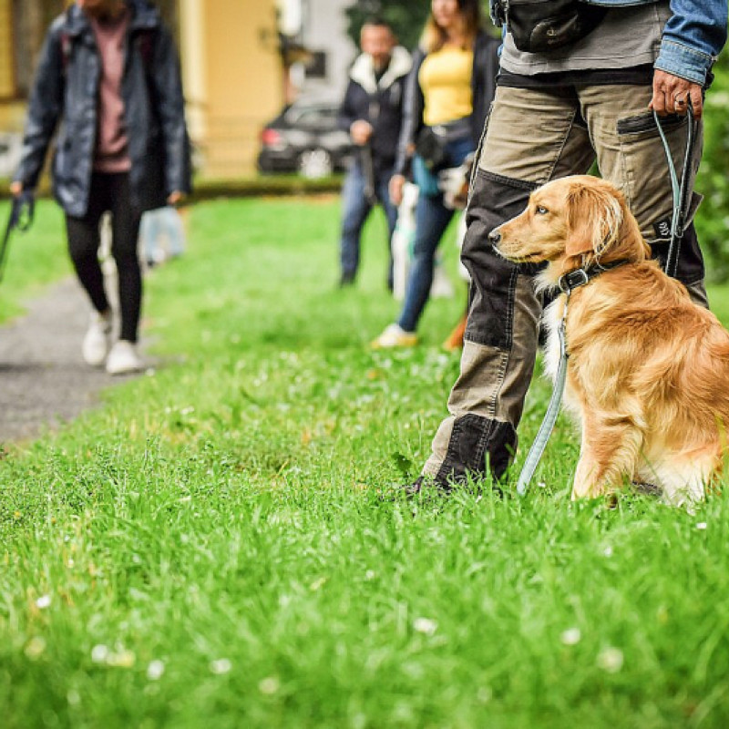Gruppentraining für Junghunde (Ingolstadt)