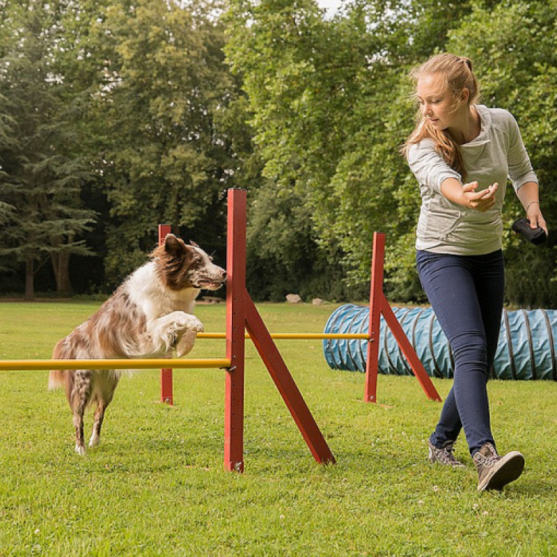 Agility (Trainingsplatz)