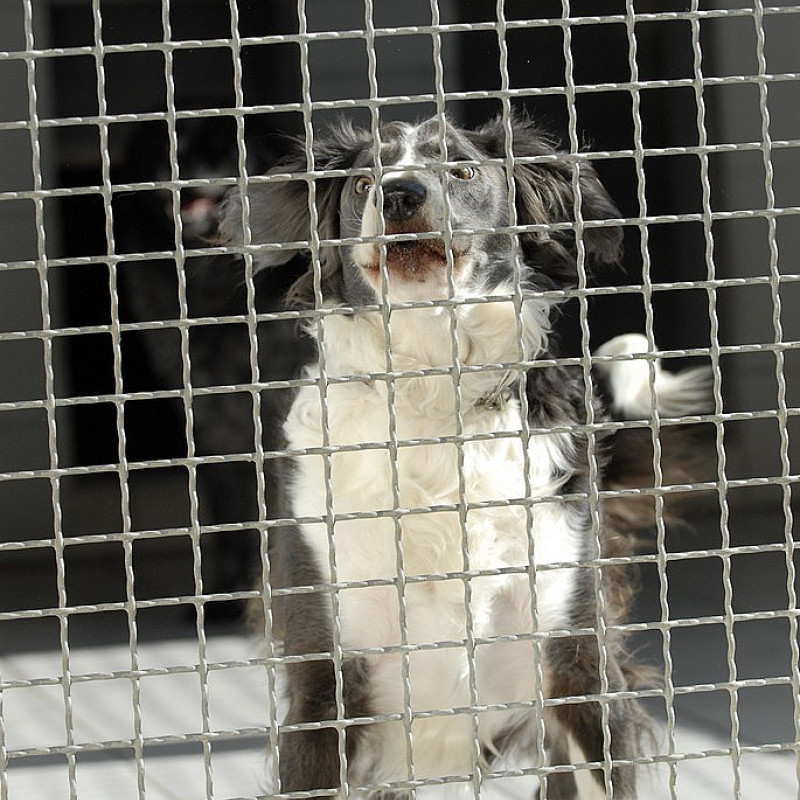 🐶💛 Freilaufgruppe für den guten Zweck – Körpersprache & Kommunikation
