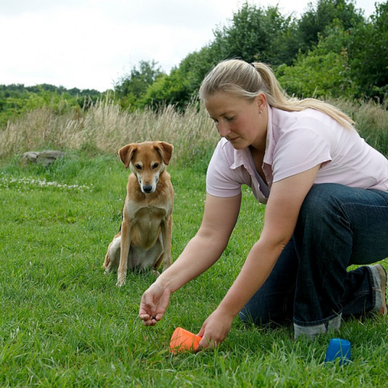 Cool bleiben! – Ruhe und Impulskontrolle für Hibbelhunde (Ingolstadt)