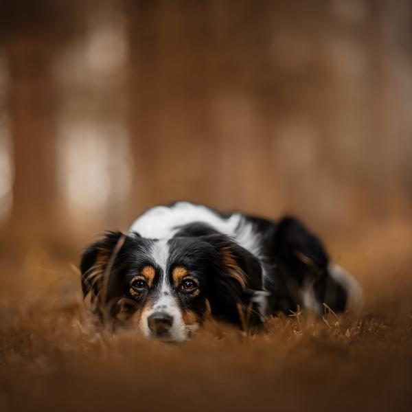 📸 Fotowalk Spezial: Frühlingsmomente im Dürnbucher Forst