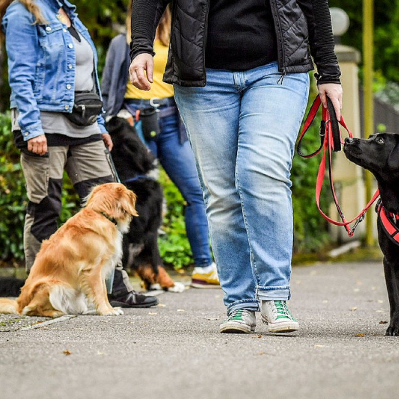 Junghundekurs II (Ingolstadt)