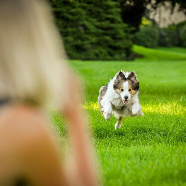 Der perfekte Rückruf (Ingolstadt)