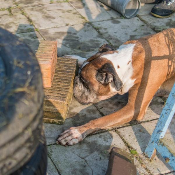 Nasenarbeit - Suche nach Kleinstgegenständen (Trainingsgelände)