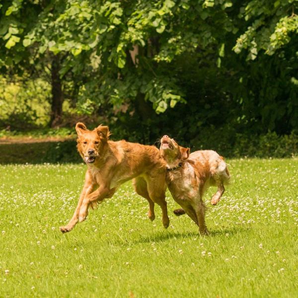 Freilaufgruppe - Körpersprache & Kommunikation