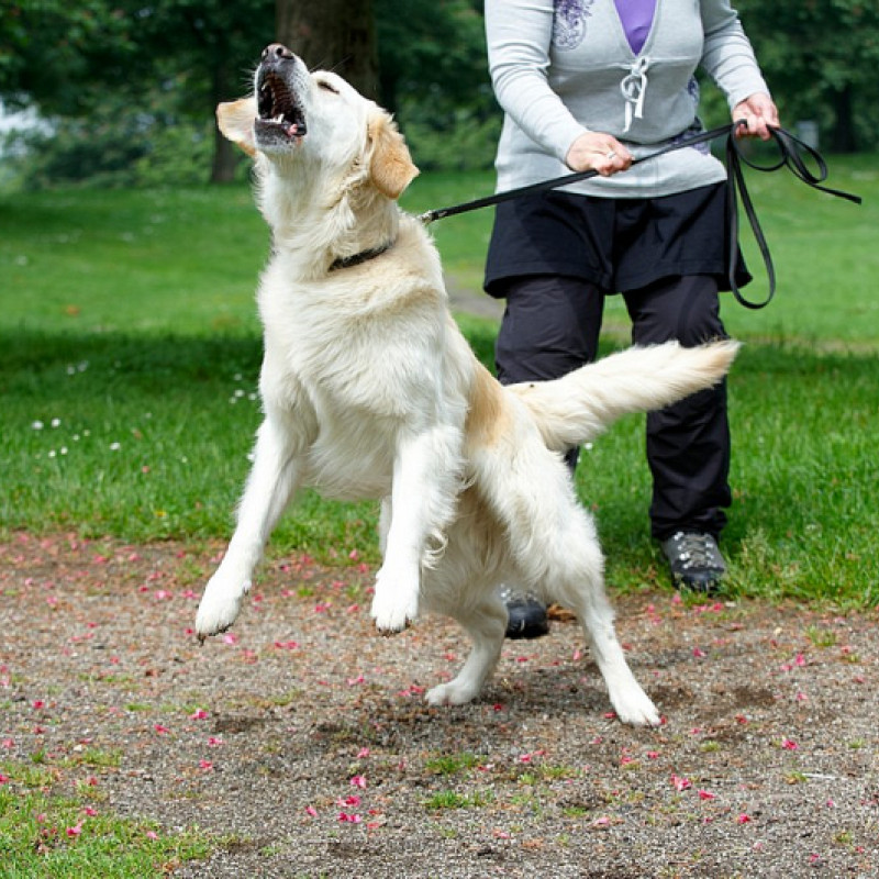 Leinenpöbler – Training für schwierige Hundebegegnungen (Ingolstadt)