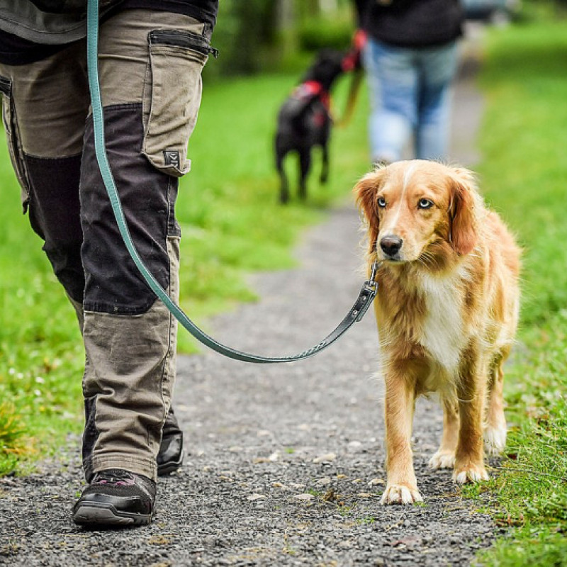 Basiskurs: Leinenführigkeit und Grunderziehung (Dachau)