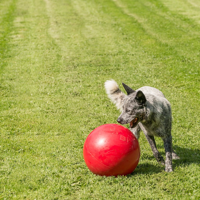 Treibball Einsteigerkurs (Trainingsgelände)
