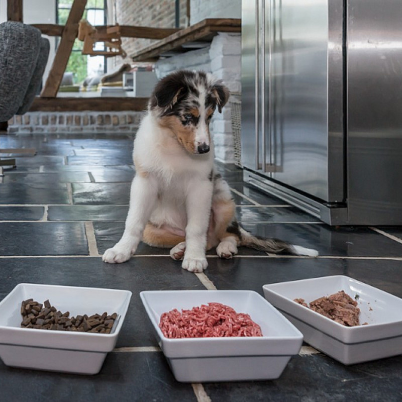 🦴 Hundeernährung verstehen -  ein Leitfaden zur bewussten Fütterung