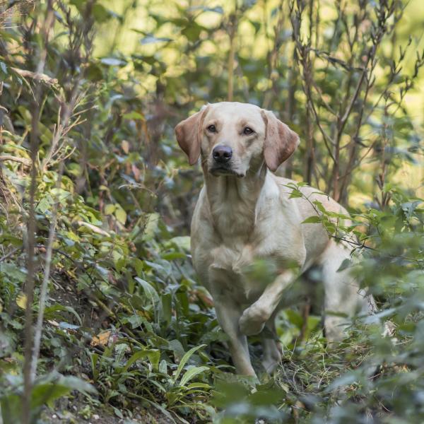 Anti-Jagd-Training (Trainingsgelände)